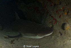 caribean reef shark resting inside a cave, canon 60D, tok... by Noel Lopez 